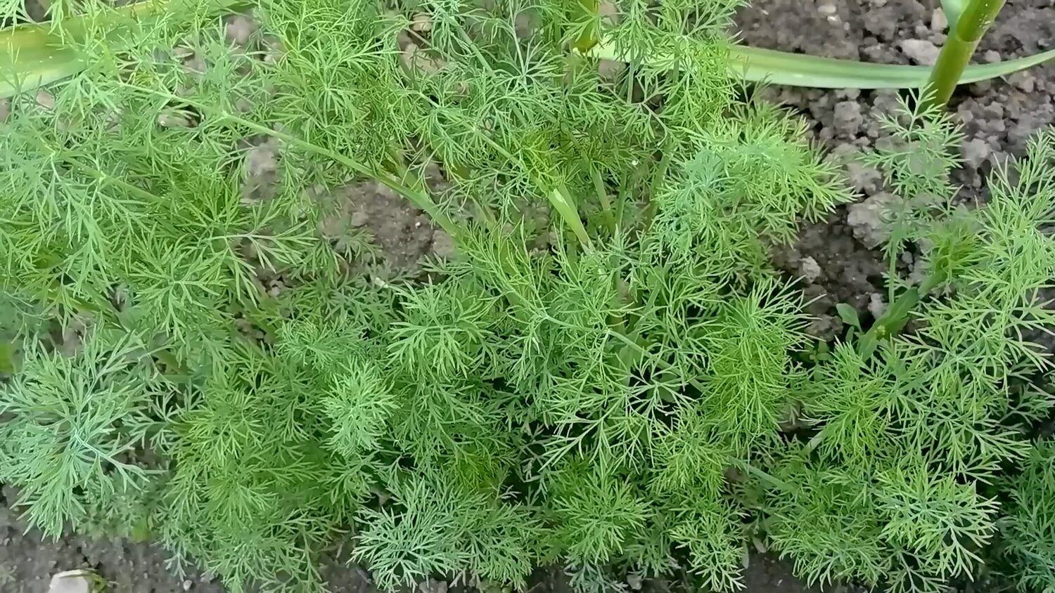 Експерти розповіли, як виростити ароматний кріп на підвіконні