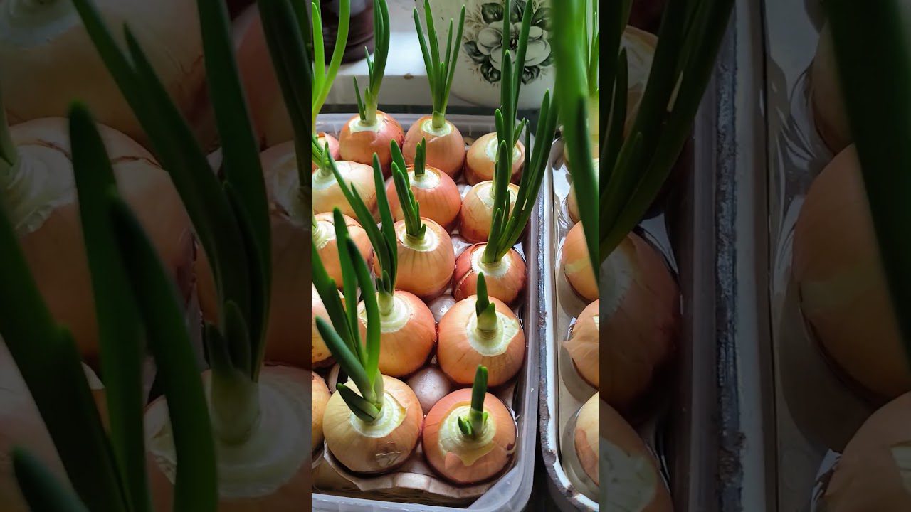 Експерти розповіли, як виростити зелену цибулю на підвіконні за 7 днів