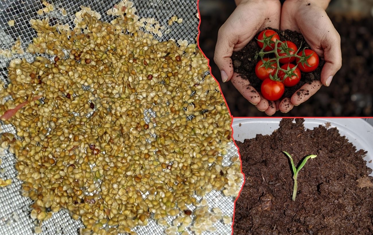 Агрономи розповіли, чому насіння іноді не сходить навіть за ідеальних умов 