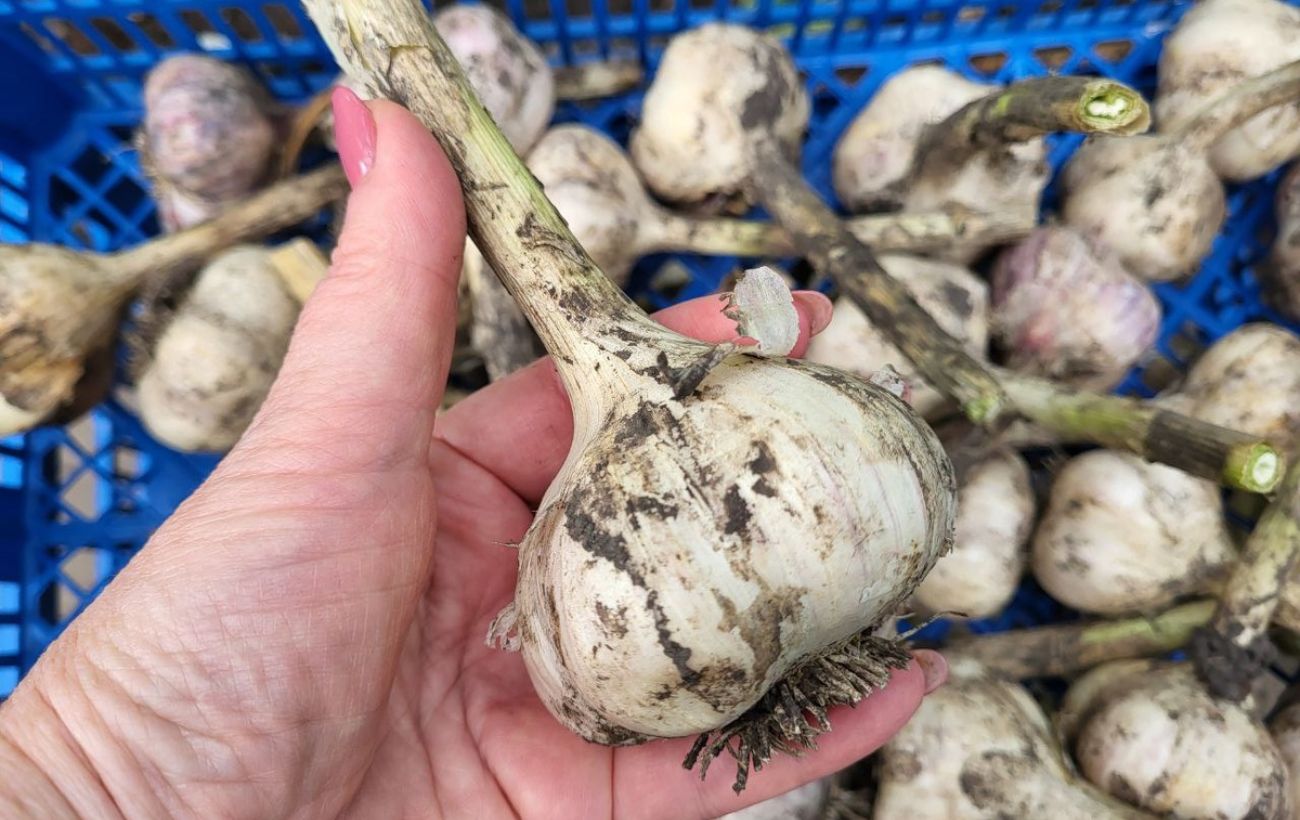 Як Городники розповіли, що робити, якщо зимою проріс часникГородники розповіли, що робити, якщо зимою проріс часник
