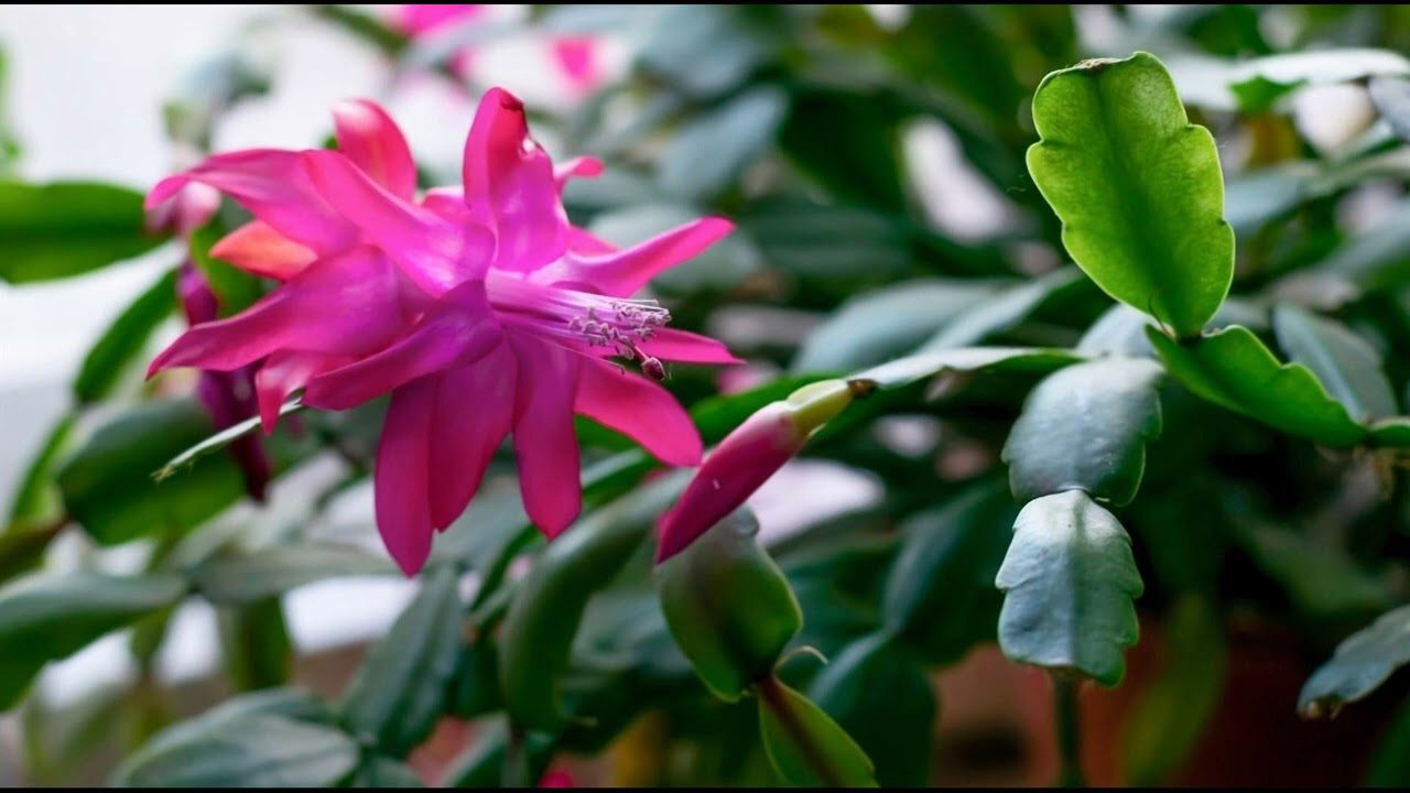 Правила догляду за різдвяним кактусом взимку