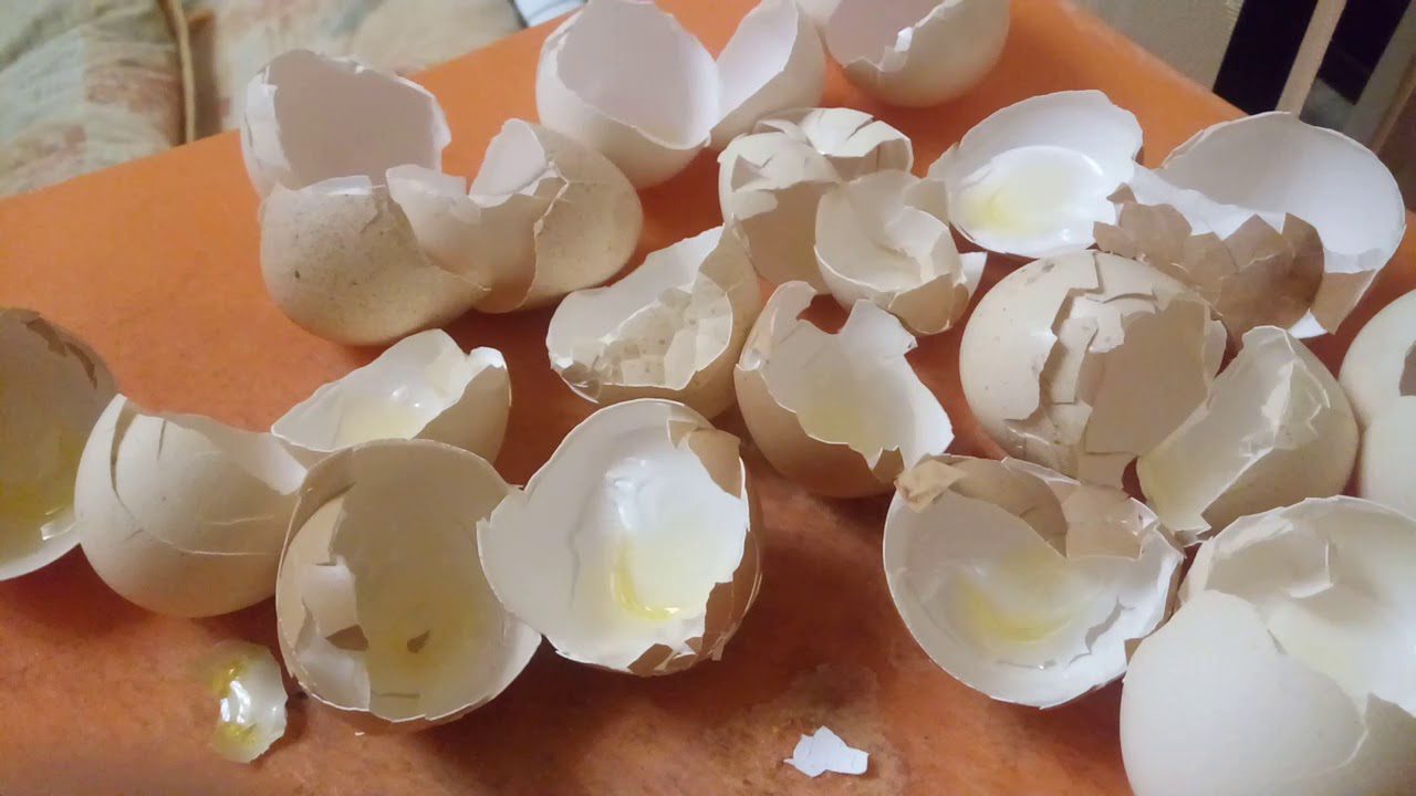 Агрономи розповіли, як із користю використовувати яєчну шкаралупу на городі