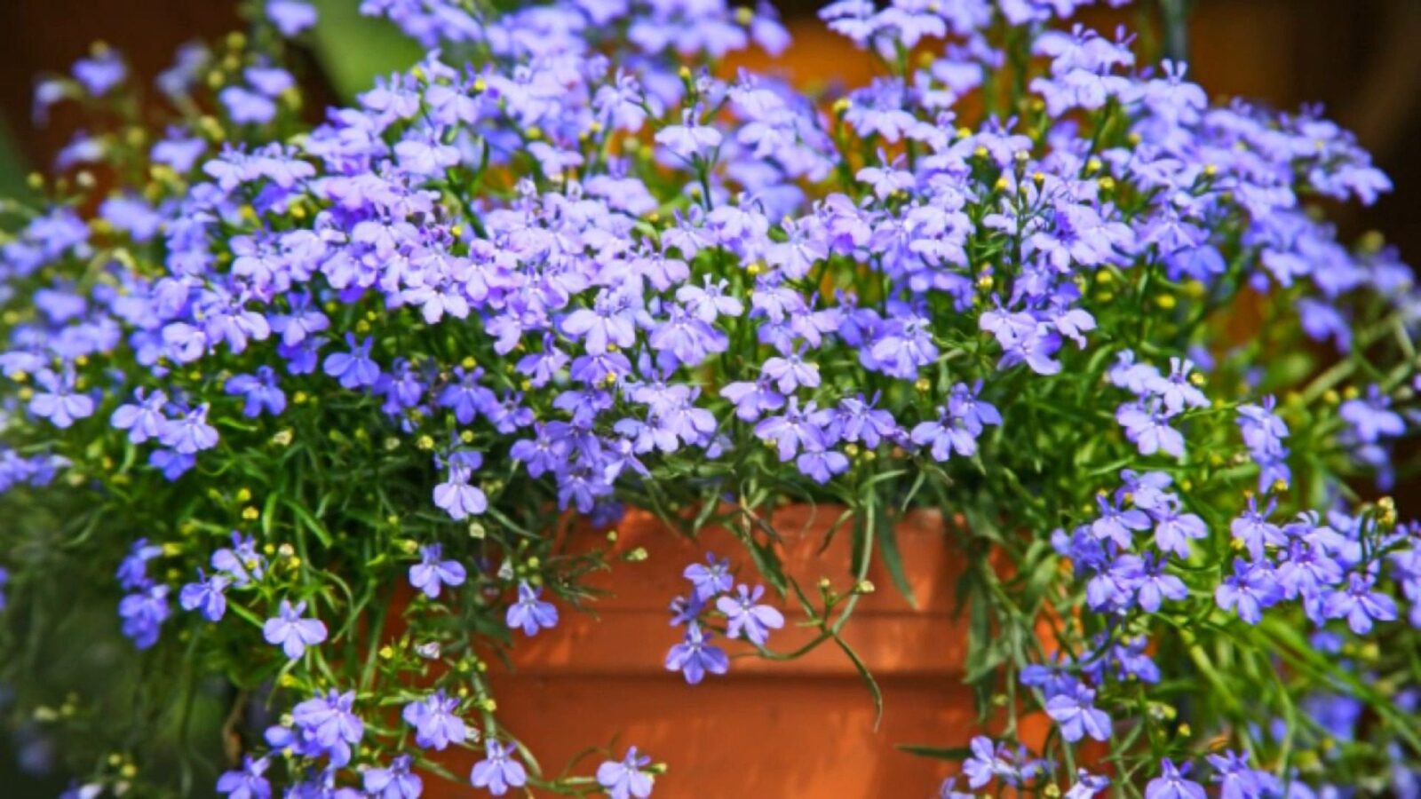 Садівники розповіли, які однорічні квіти варто сіяти в саду