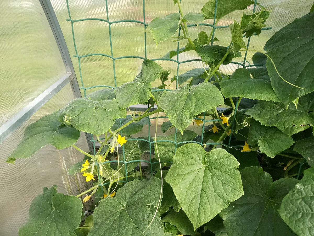 Городники розповіли, який сорт огірків посадити на ділянці, аби отримати кращий і смачніший урожай