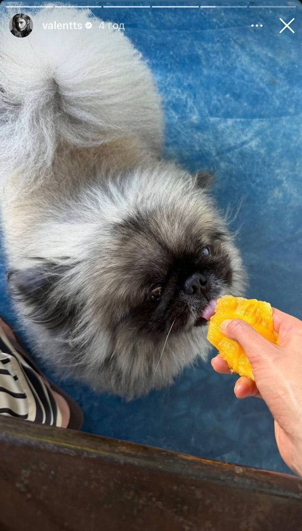 Пекінес Валентини Сампайо / © Instagram Валентини Сампайо