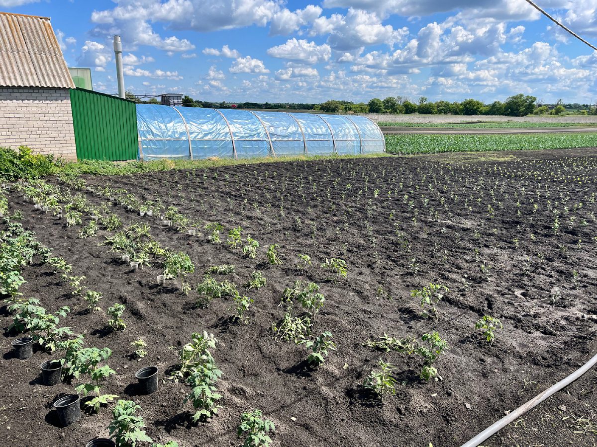 Експерти розповіли, які рослини можна посадити на розсаду вже у січні — корисні поради для садівників