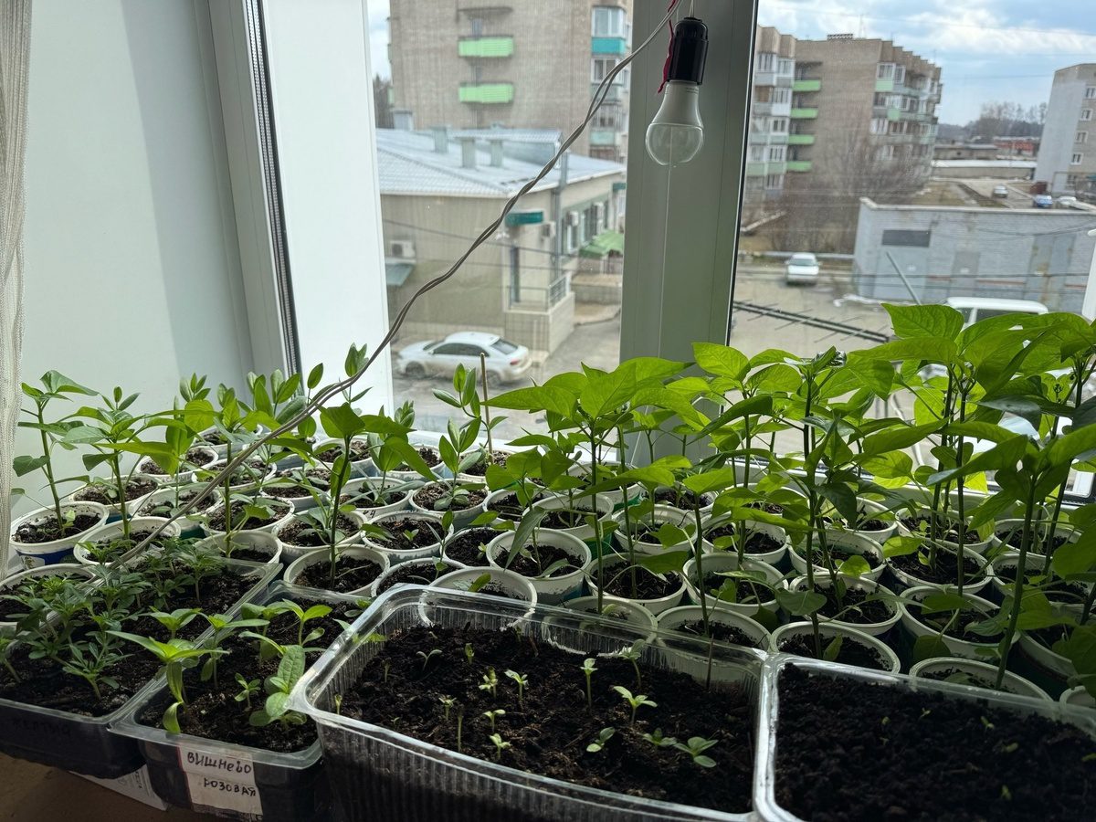 Експерти розповіли, які рослини можна посадити на розсаду вже у січні — корисні поради для садівників