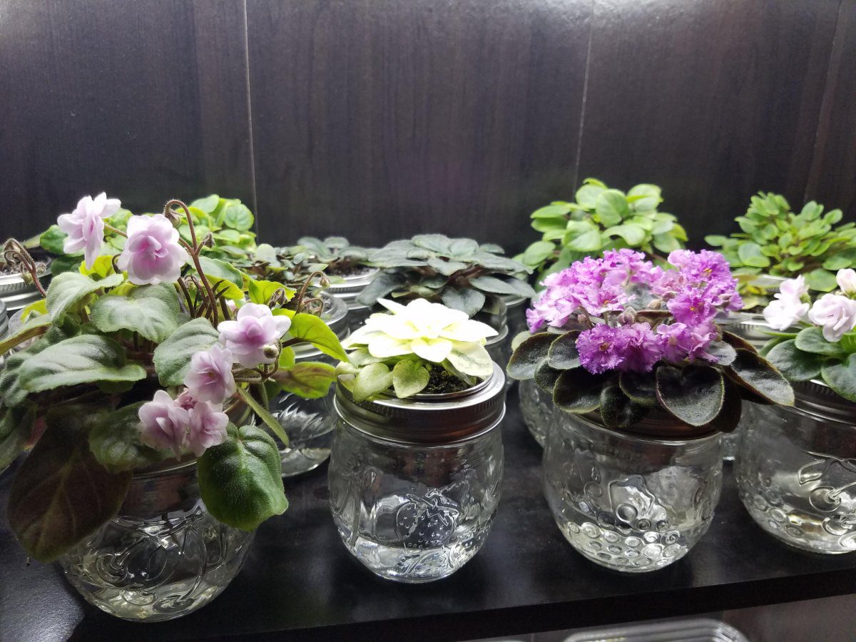 Садівники розповіли, як правильно поливати фіалки, аби вони довго та рясно цвіли без зупинки