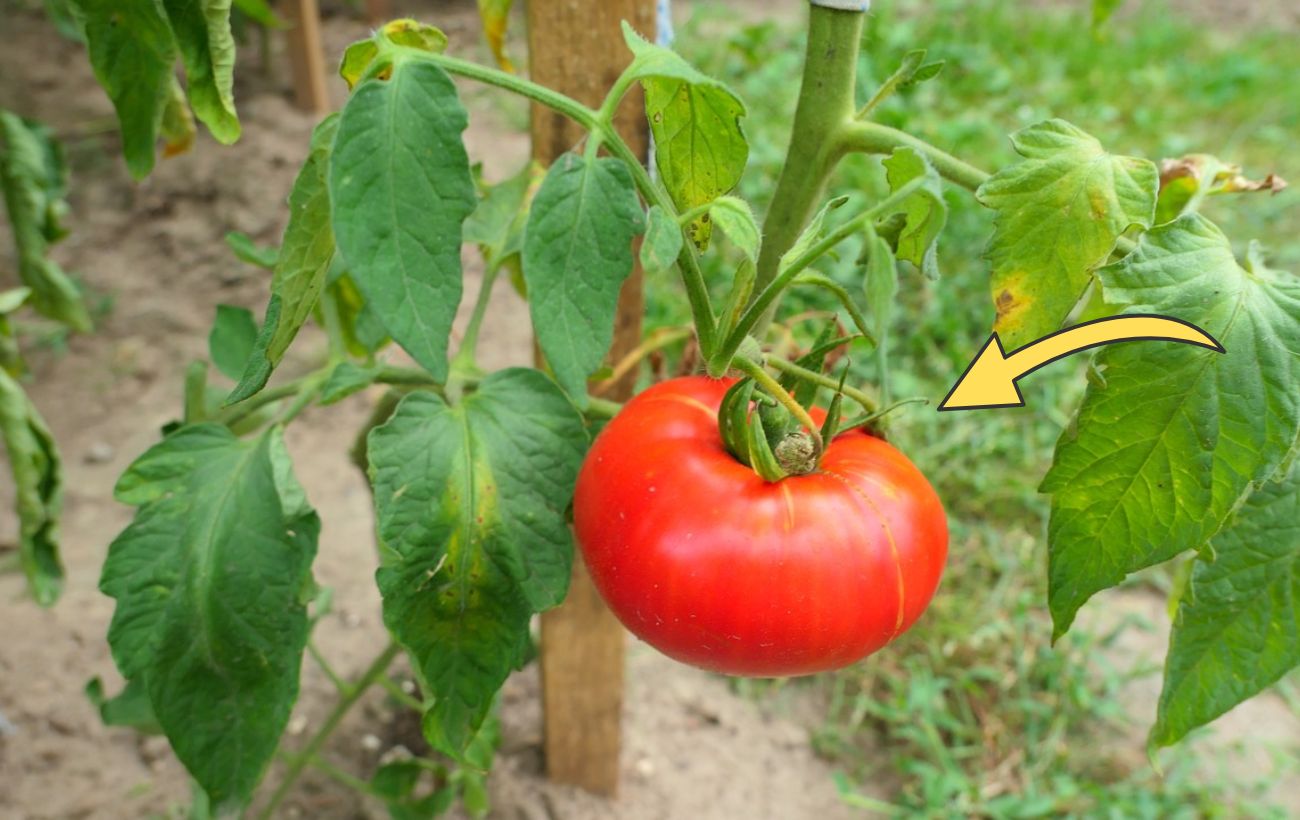 Городники розповіли, яке натуральне добриво збільшує врожайність томатів Городники розповіли, яке натуральне добриво збільшує врожайність томатів