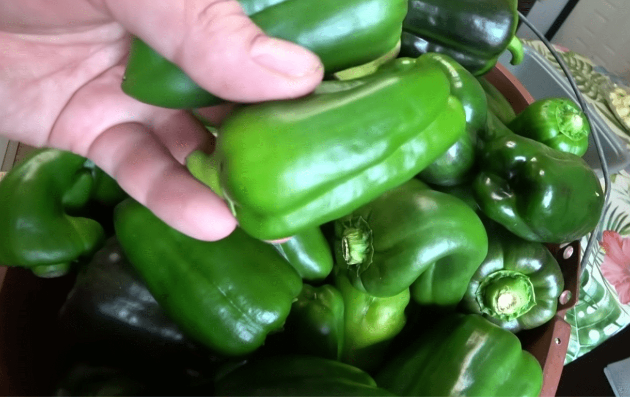 Експерти розповіли про найврожайніші сорти болгарського перцю