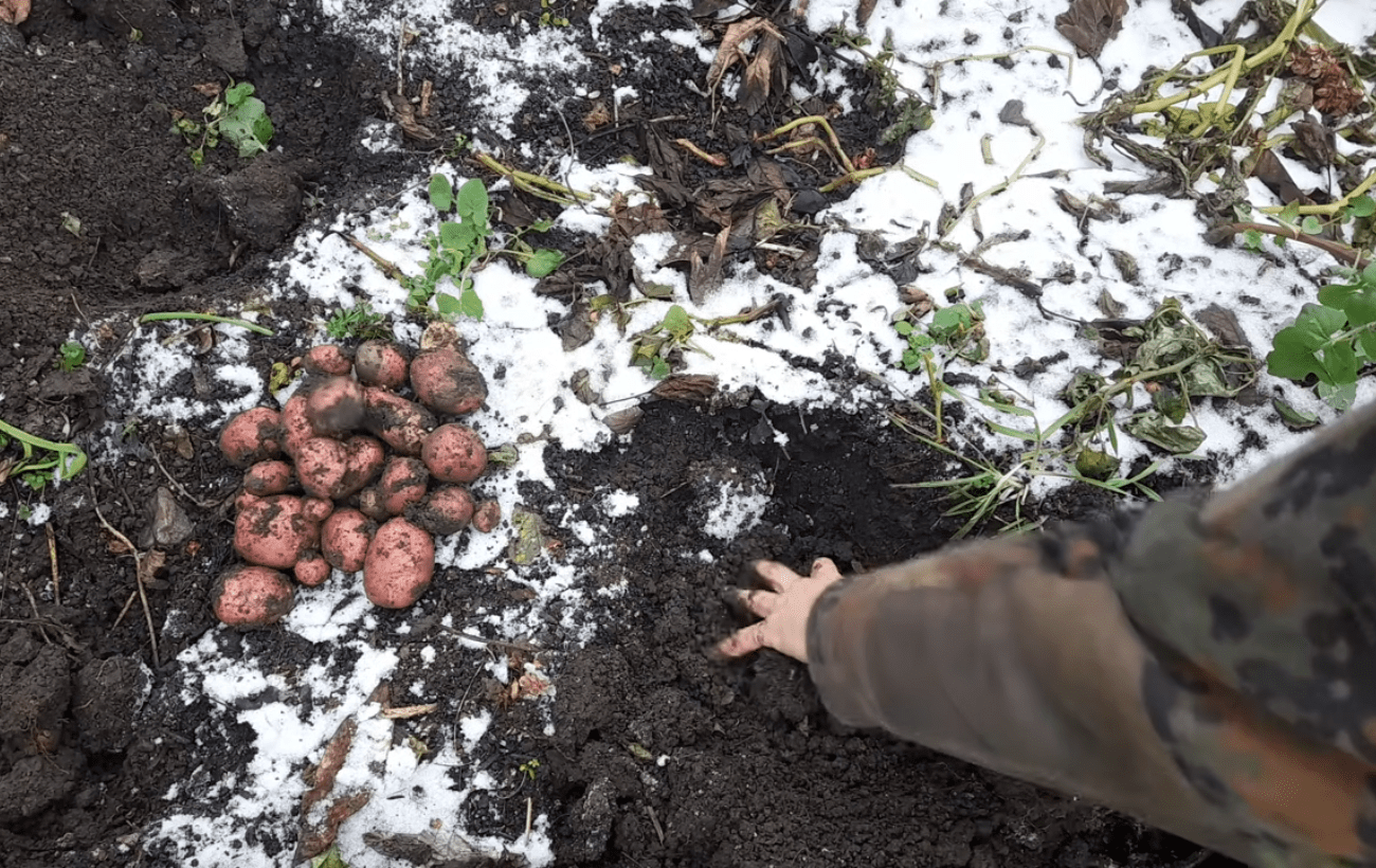 Городники розповіли, як правильно підготувати картоплю до посадки