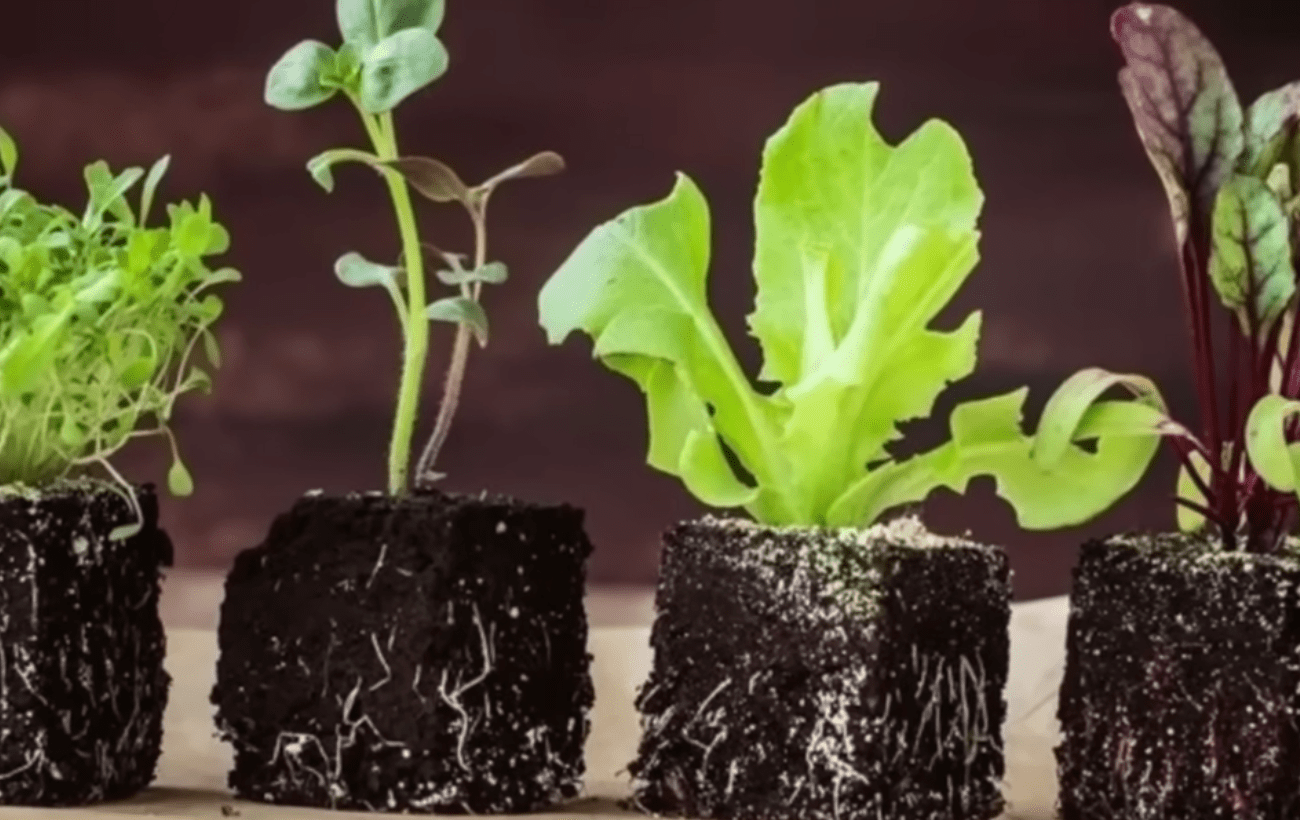 Городники розповіли, як самостійно зробити добриво для розсади