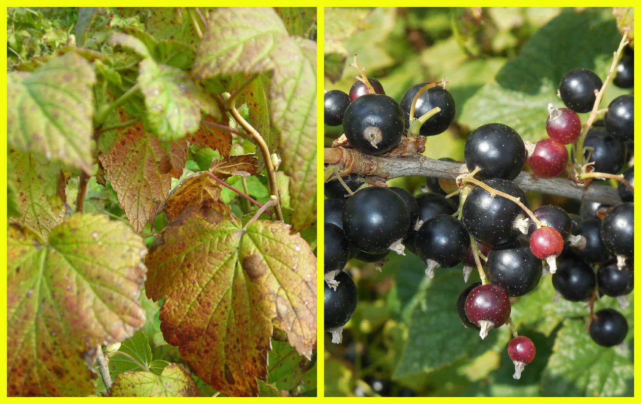 Садівники розповіли про важливе зимове підживлення смородини 
