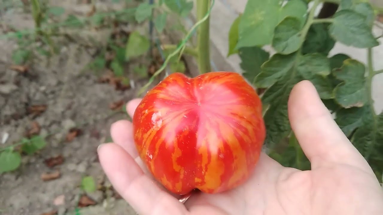 Городники назвали найкращі сорти томатів для салатів