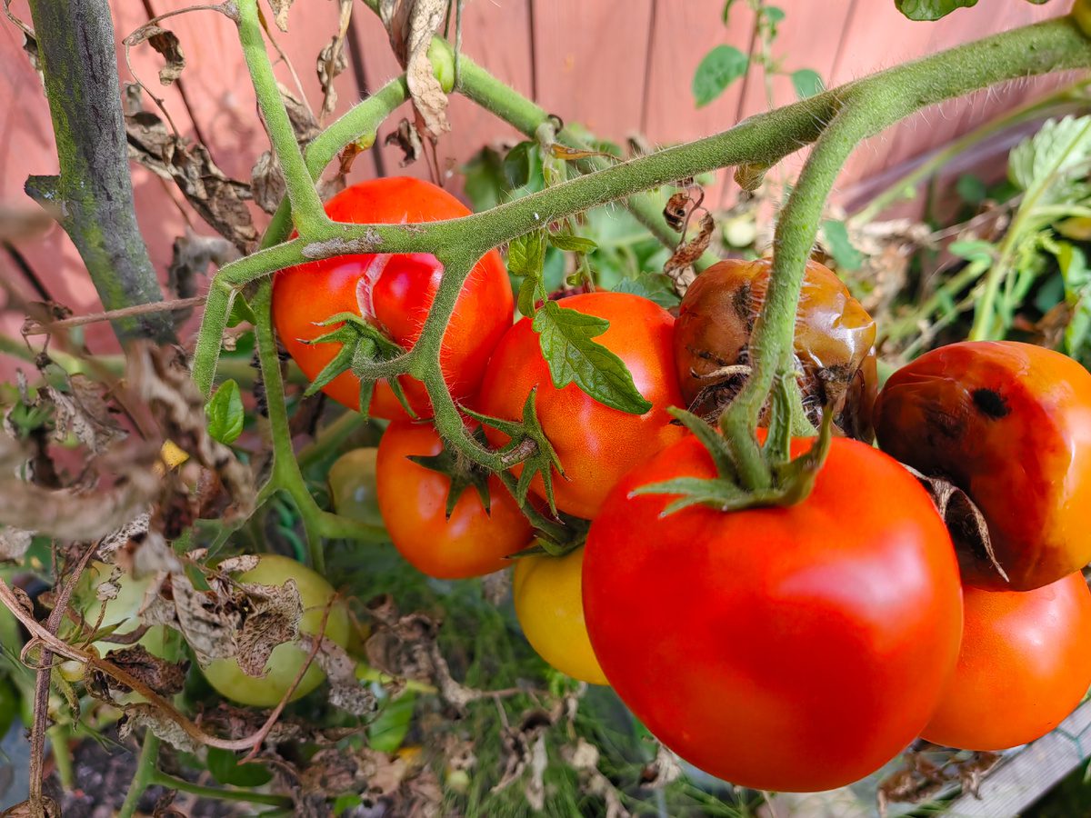 Городники показали невибагливий сорт томатів, який дає багато врожаю 