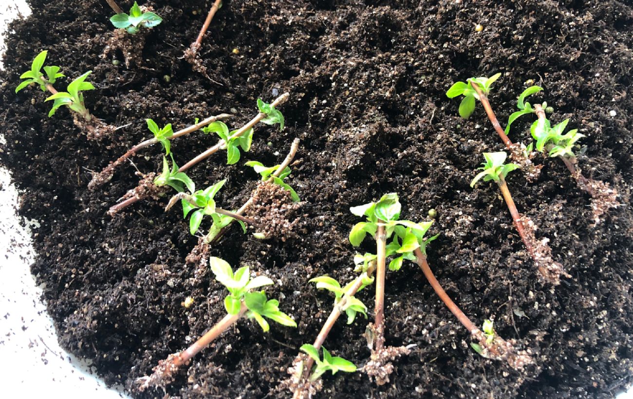 Експерти розповіли, як підготувати зимою насіння до посіву 