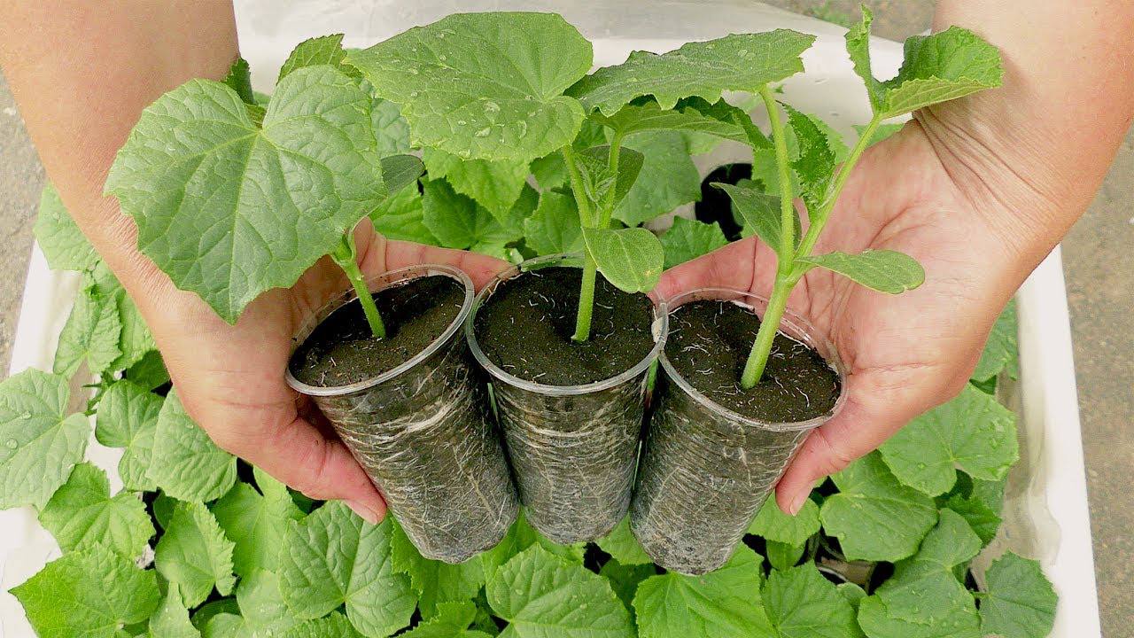 Городники нагадали, в які дні не можна сіяти огірки