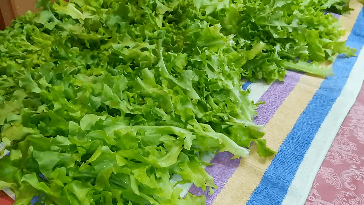 Городники розповіли, які культури можна посадити взимку на підвіконні 