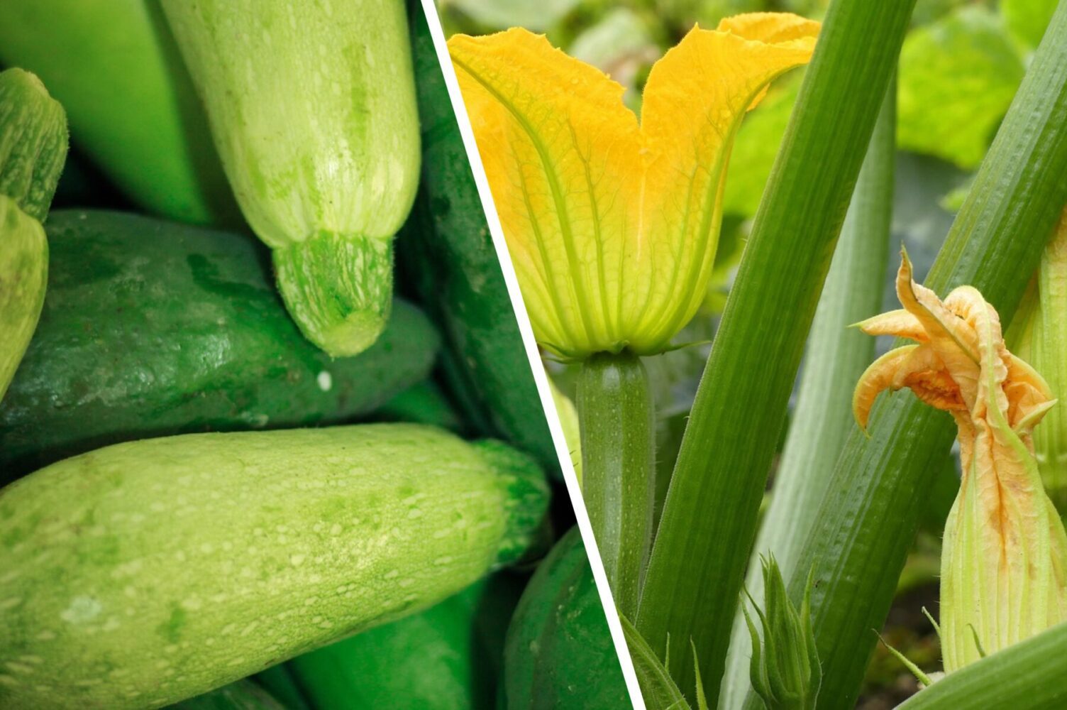 Агроном назвав 2 найкращих сорти кабачків