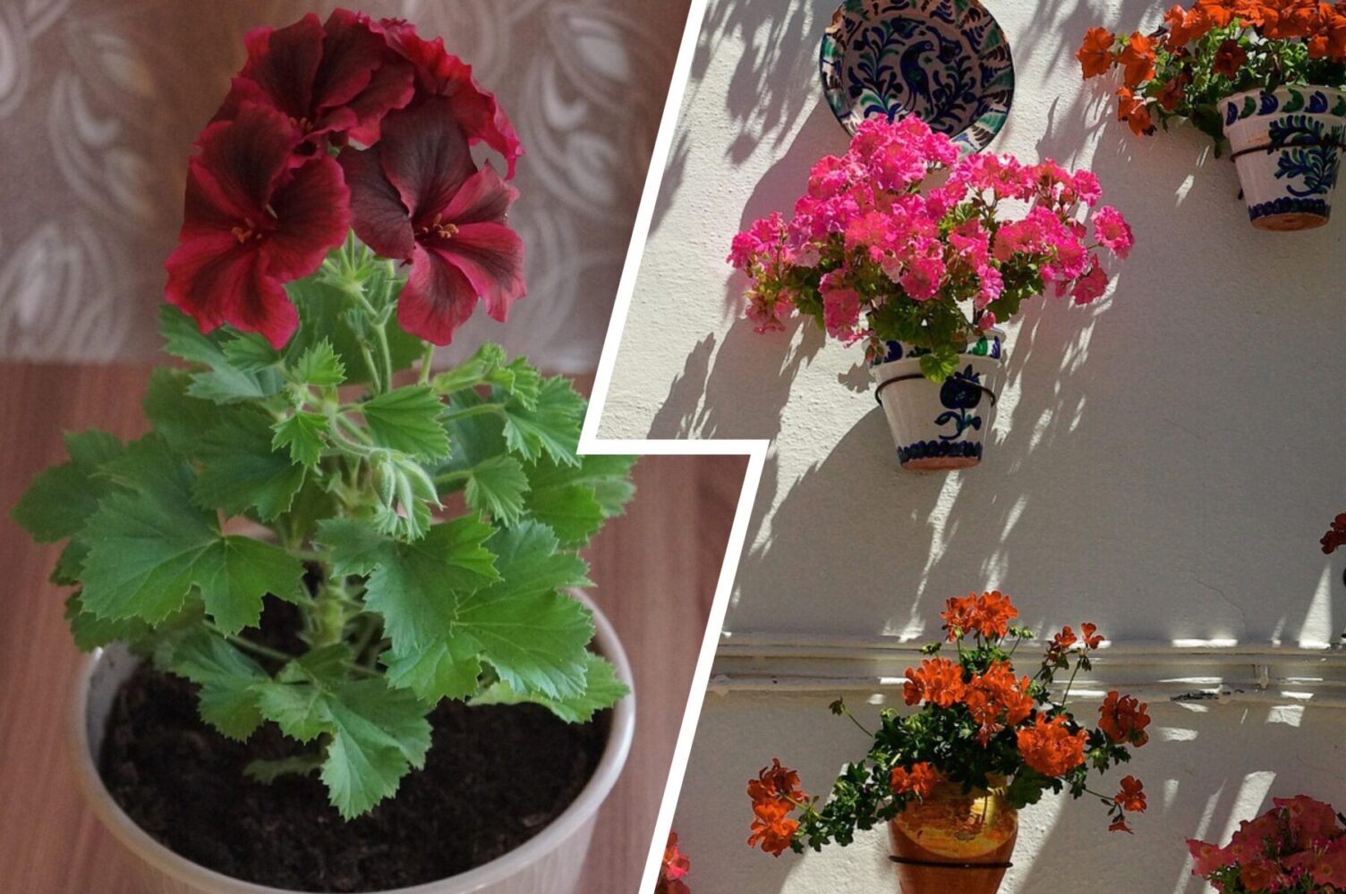 Садівники розповіли, що робити, якщо листя герані почало жовтіти