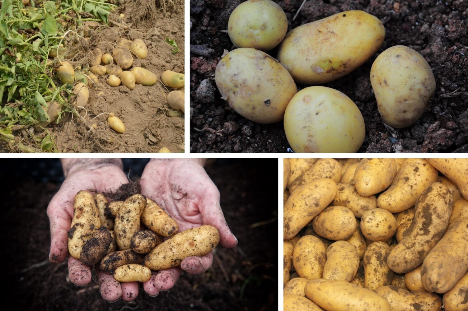 Агрономи назвали два сорти картоплі, які довго зберігаються й не псуються