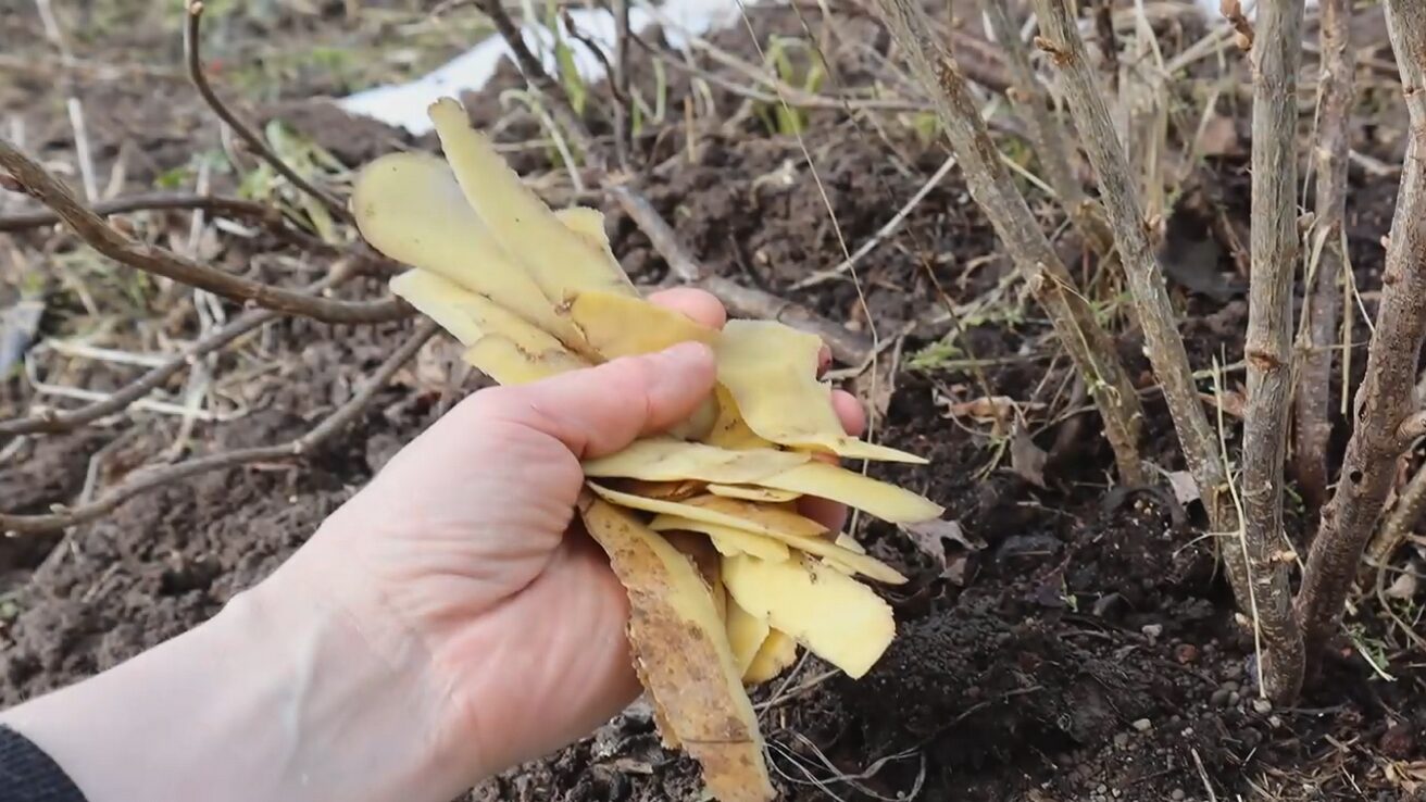 Городники розповіли, як перетворити кухонні відходи на добрива 