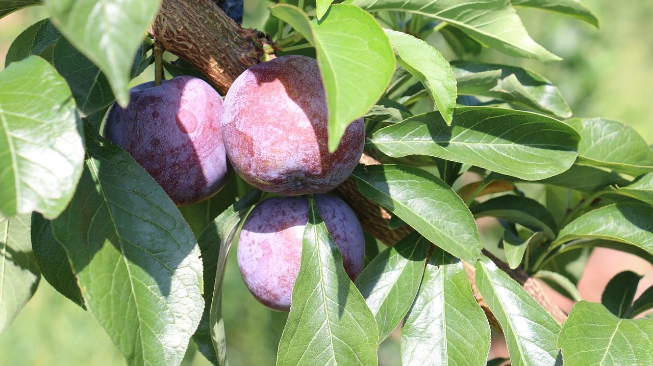 Чим підгодувати сливи восени для рясного врожаю у 2026-му