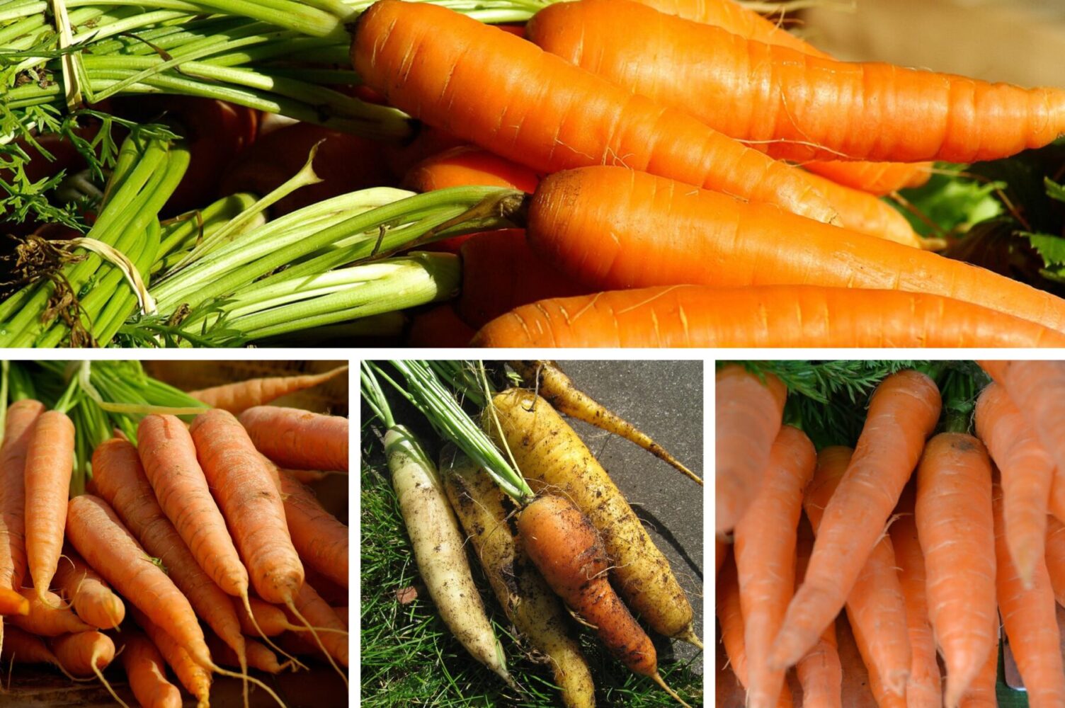 Городники розповіли, як правильно сіяти моркву під зиму та які сорти обрати