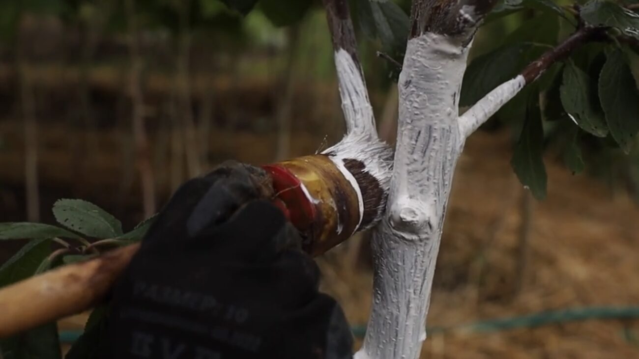 Садівники розповіли, навіщо фарбують дерева саду в синій колір