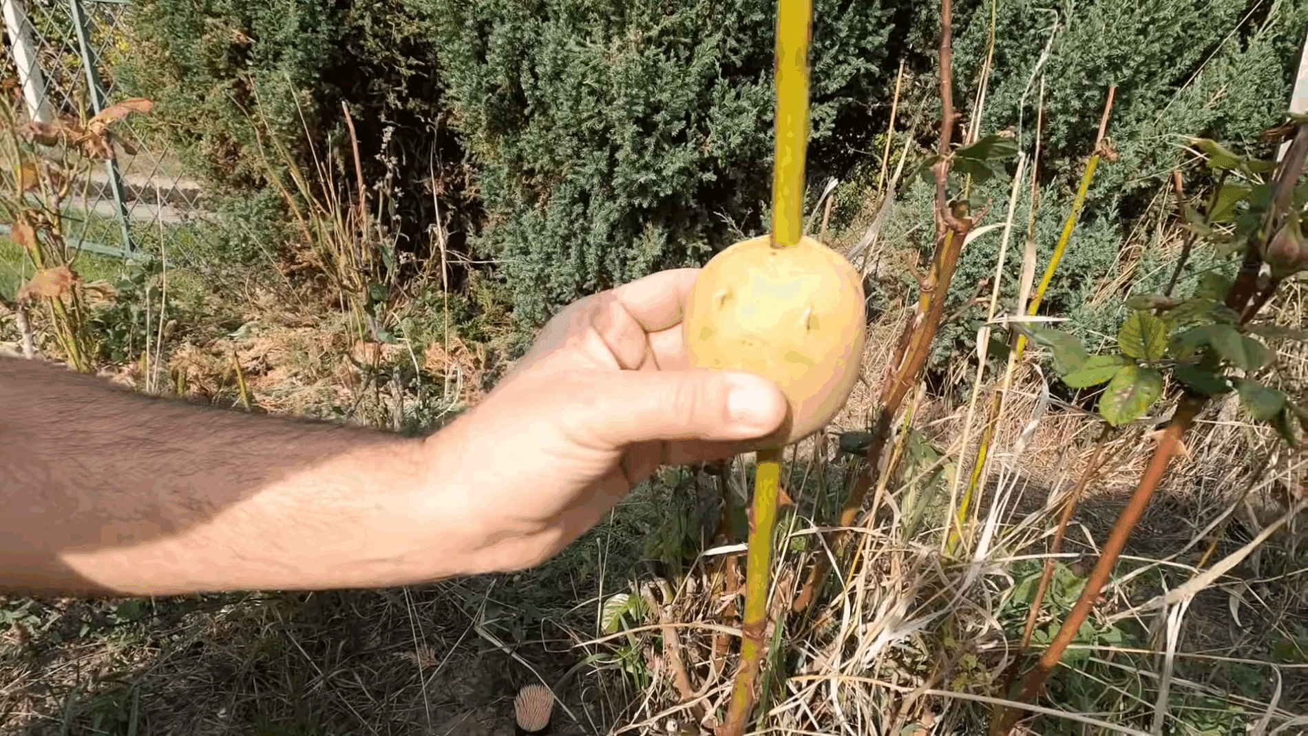Експерти розповіли, як легко укорінювати гілки за допомогою картоплини
