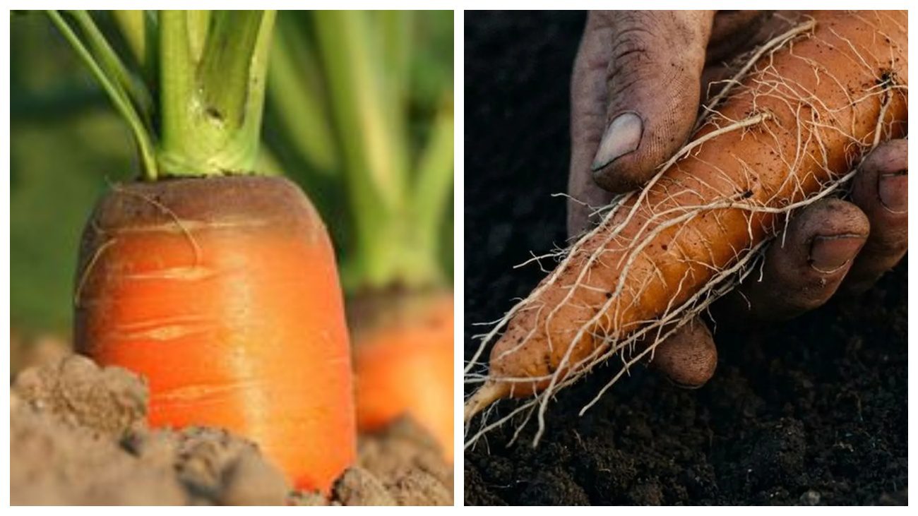 Городники розповіли, чому морква виростає покритою корінцями Городники розповіли, чому морква виростає покритою корінцями