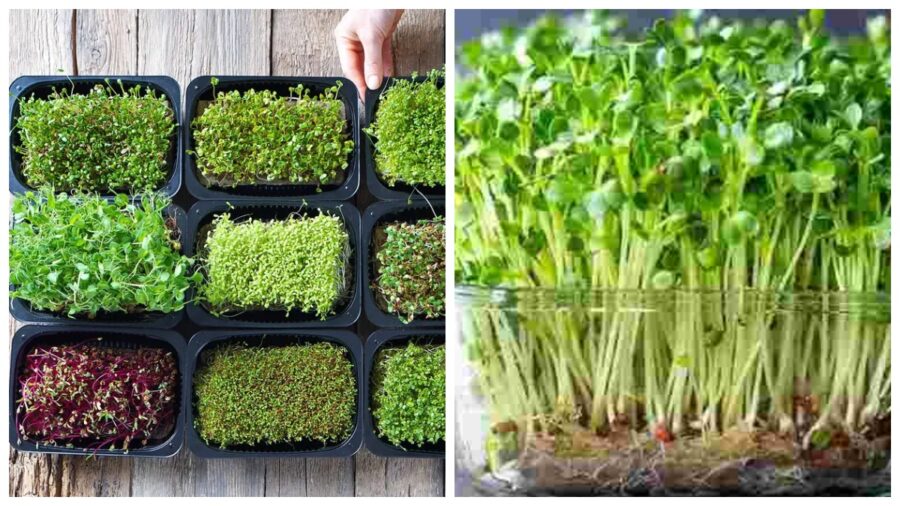 Городники розповіли, які культури можна посадити взимку на підвіконні 