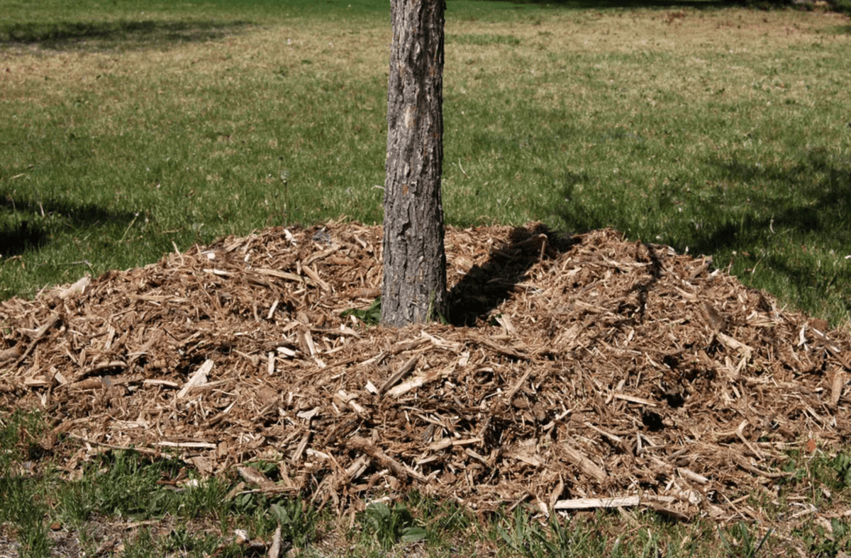Городники розповіли, чи потрібно мульчувати рослини на зиму