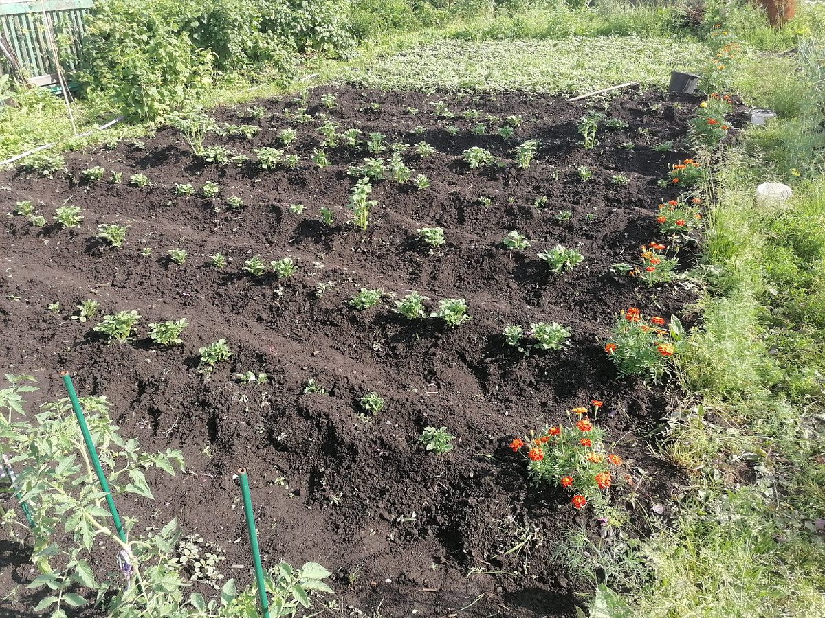 Городники розповіли, завдяки якій схемі посадки можна отримати більше картоплі Городники розповіли, завдяки якій схемі посадки можна отримати більше картоплі