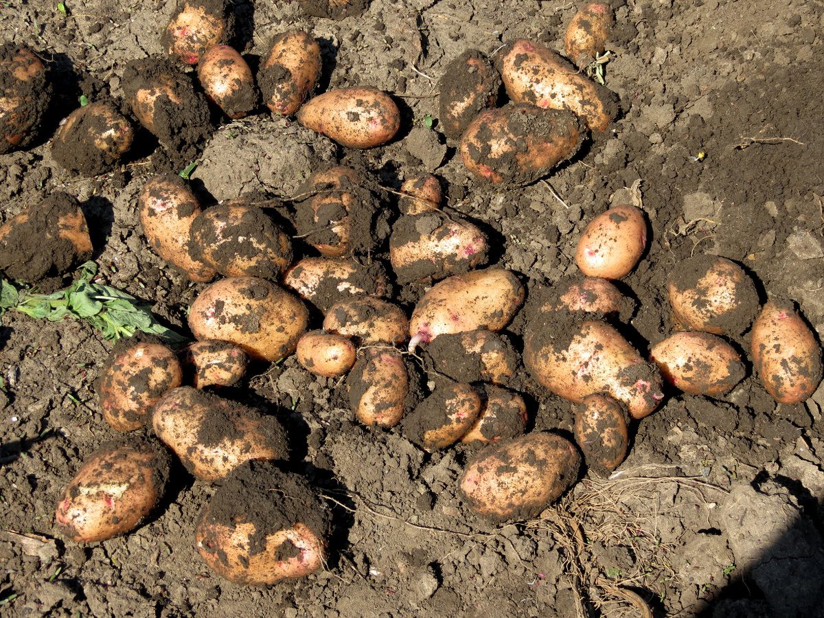 Експерти розповіли, які нові сорти картоплі варто виростити наступного сезону 