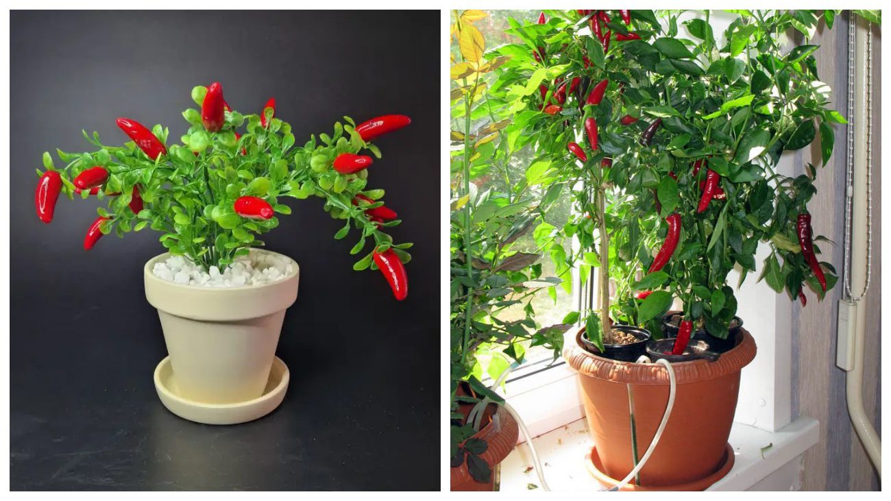 Городники пояснили, як виростити перець на балконі взимку Городники пояснили, як виростити перець на балконі взимку