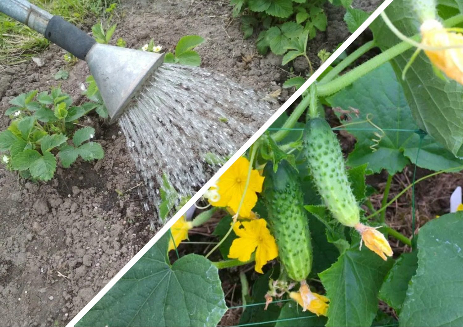 Експерти розповіли, як вирощувати огірки зимою на підвіконні