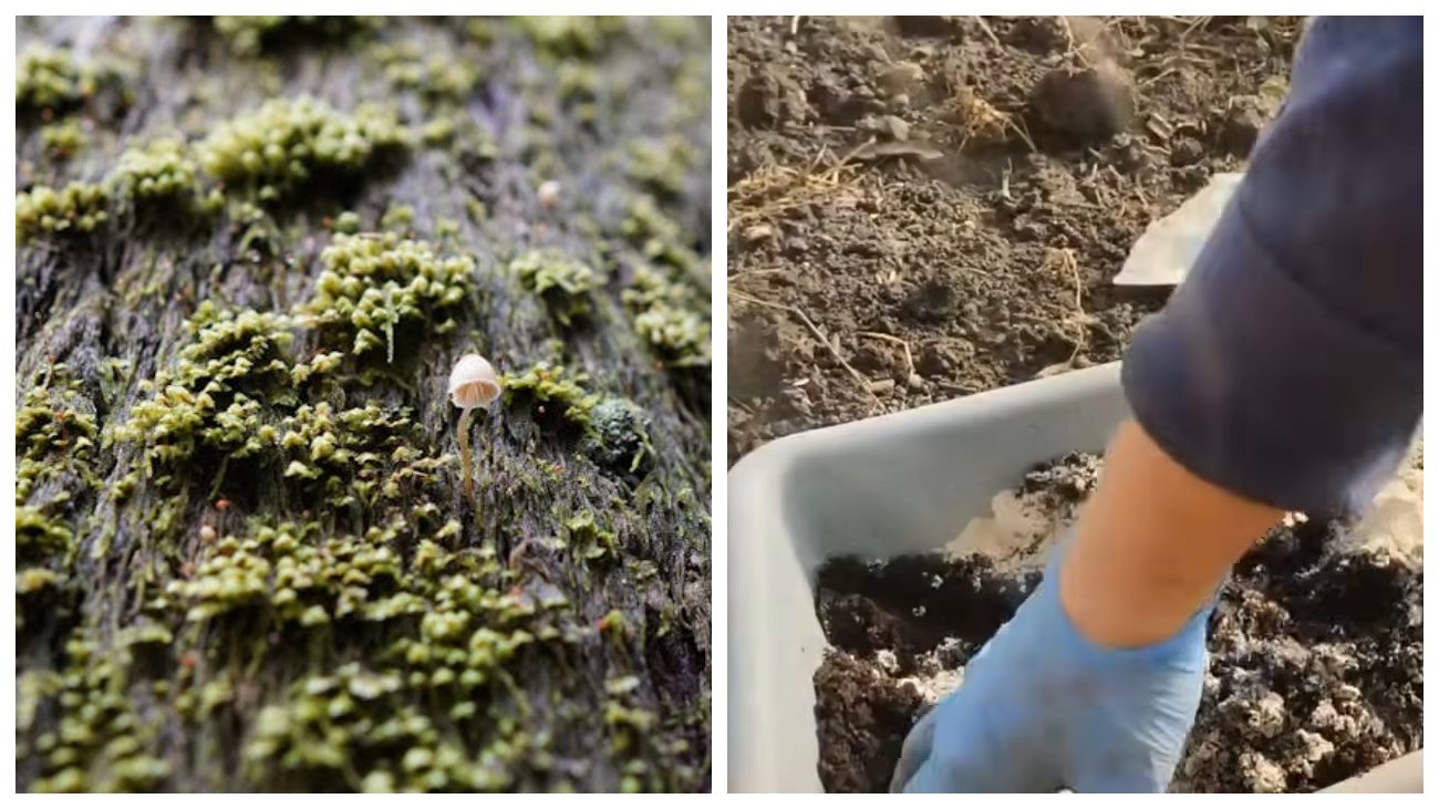 Експерти розповіли, як просто й недорого вирощувати триходерму