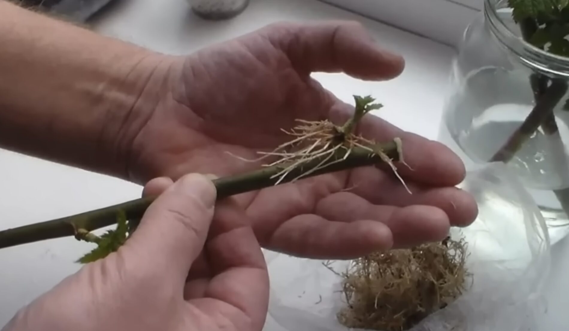 Садівники розповіли, як пришвидшити появу корінців на живцях Садівники розповіли, як пришвидшити появу корінців на живцях