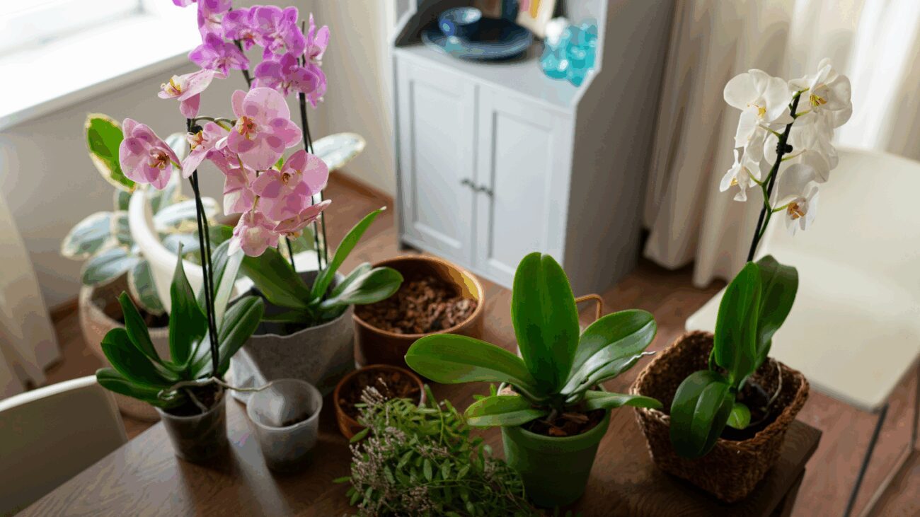 Квітникарі розповіли, як приготувати добриво для орхідеї зі шкірки бананів Квітникарі розповіли, як приготувати добриво для орхідеї зі шкірки бананів