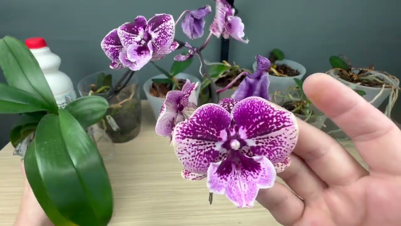 Садівники пояснили, як відновити цвітіння орхідеї восени 