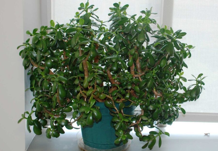 Садівники пояснили, чому грошове дерево може осипатися