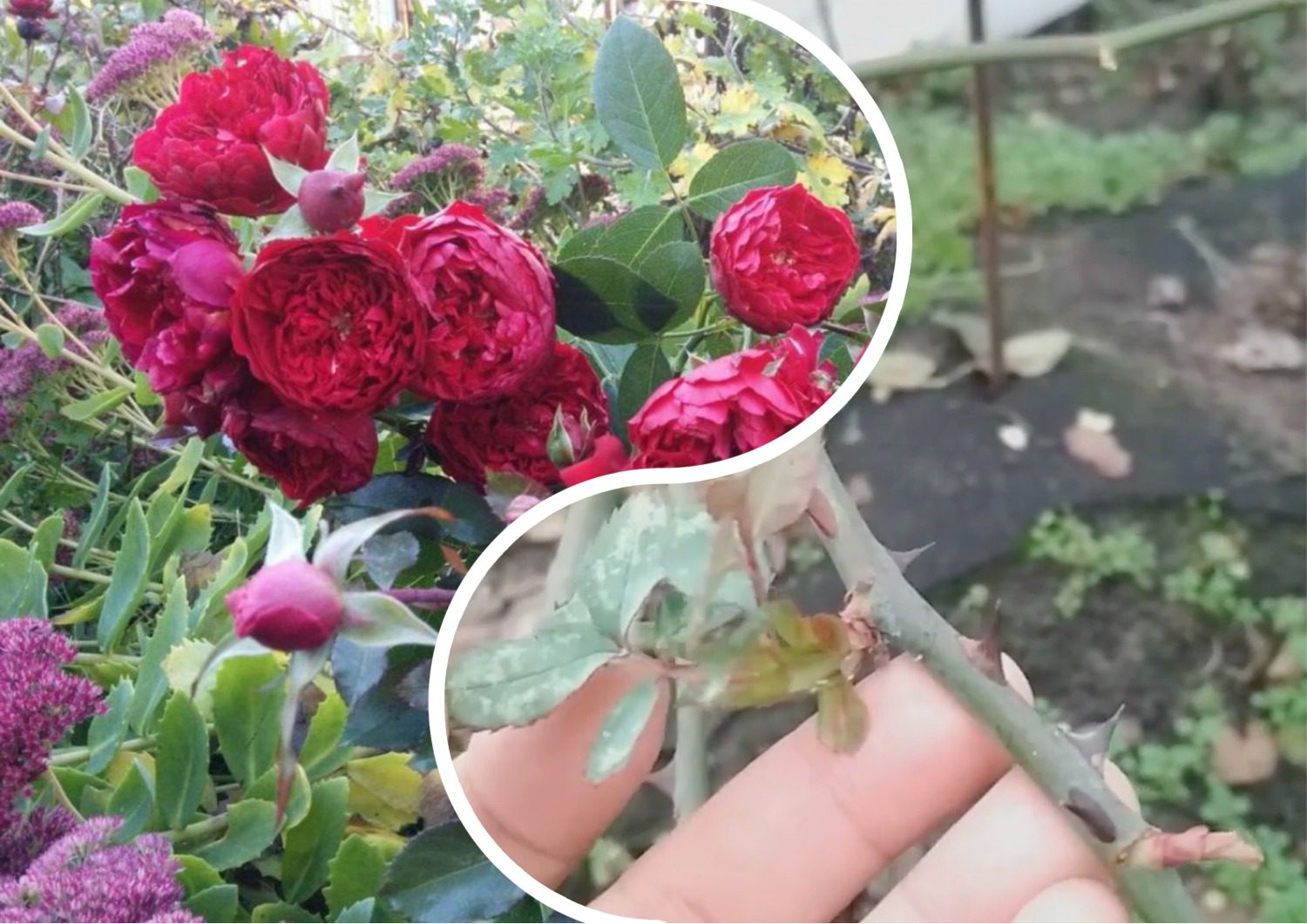 Садівники розповіли, що робити, якщо взимку на трояндах набрякли бруньки Садівники розповіли, що робити, якщо взимку на трояндах набрякли бруньки