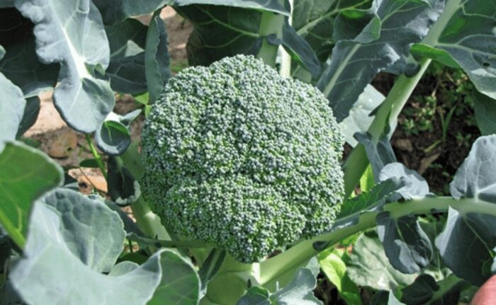 Городники пояснили, як виростити великі броколі