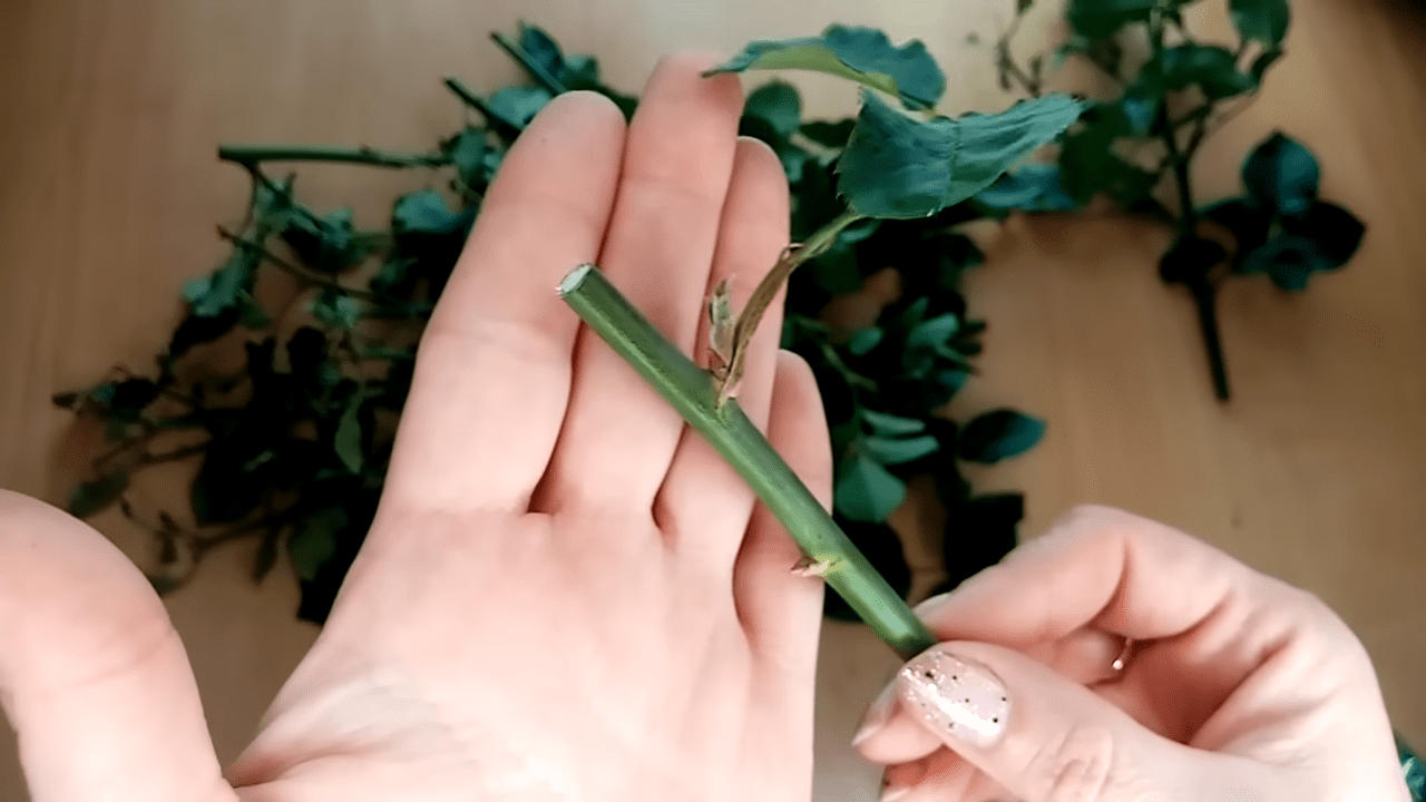 Садівники розповіли, навіщо загортати живці в газету на зиму Садівники розповіли, навіщо загортати живці в газету на зиму