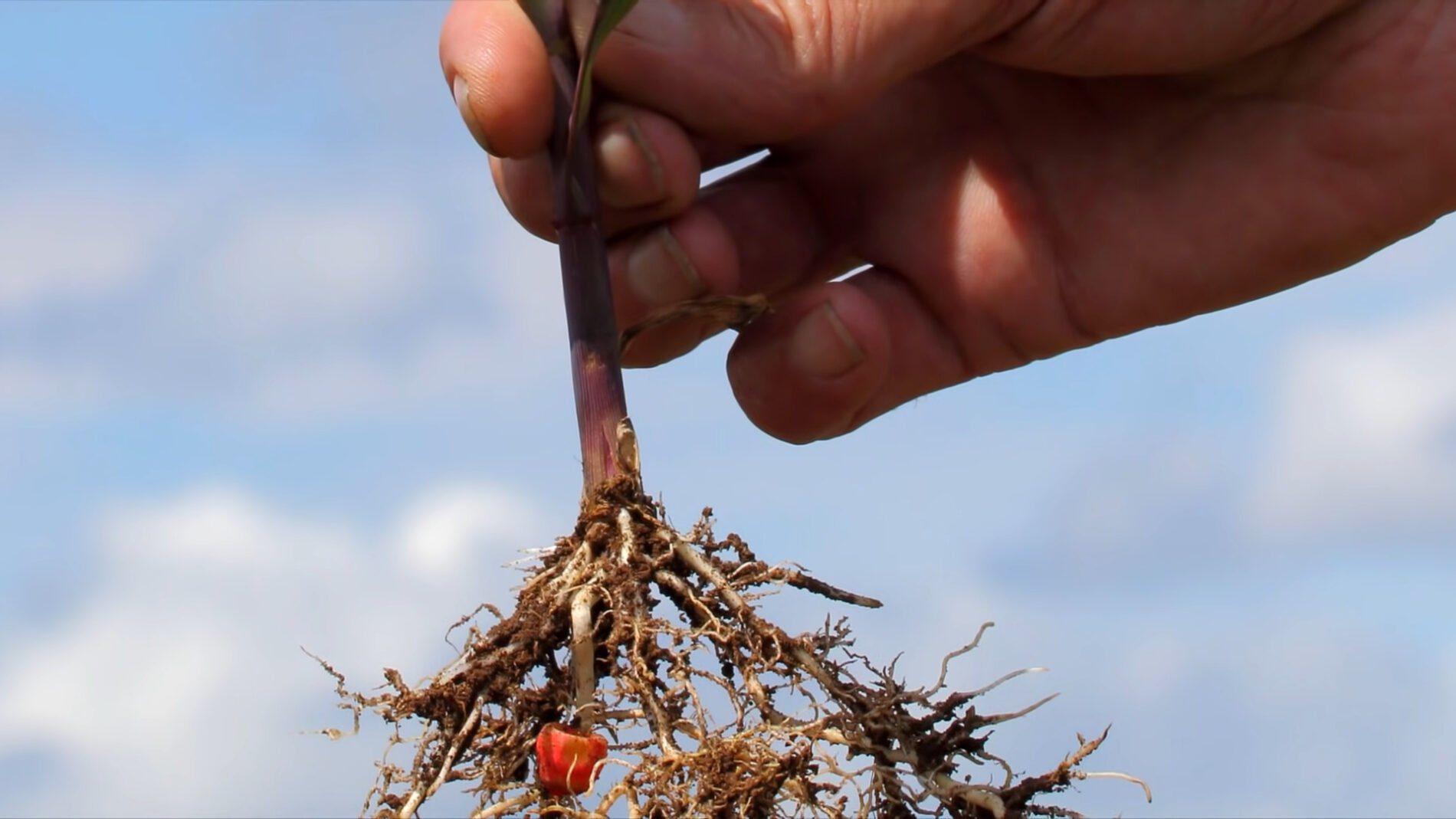 Садівники розповіли, як легко виростити троянду вдома