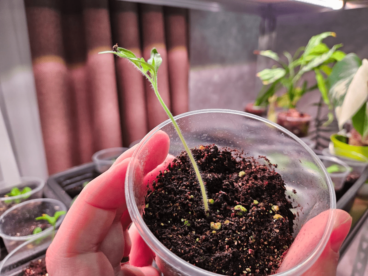 Експерти розповіли, в чому замочити насіння, аби розсада проросла у декілька разів швидше