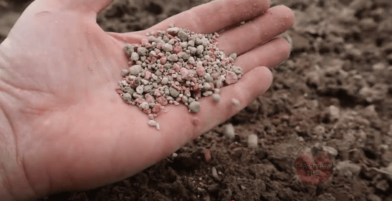 Садівники розповіли, яке добриво діє в 1000 разів краще золи та компосту