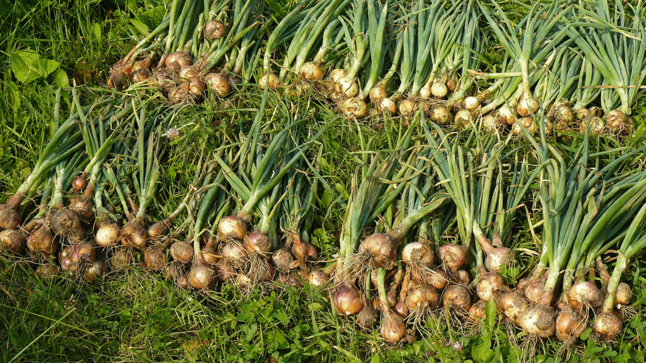 Городники розповіли, коли і як збирати цибулю, щоб врожай довго зберігався Городники розповіли, коли і як збирати цибулю, щоб врожай довго зберігався