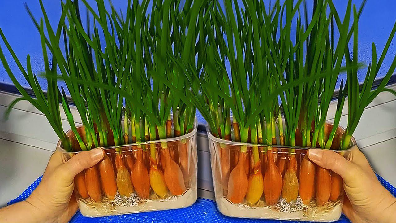 Експерти розповіли, як легко вирощувати зелену цибулю взимку Експерти розповіли, як легко вирощувати зелену цибулю взимку